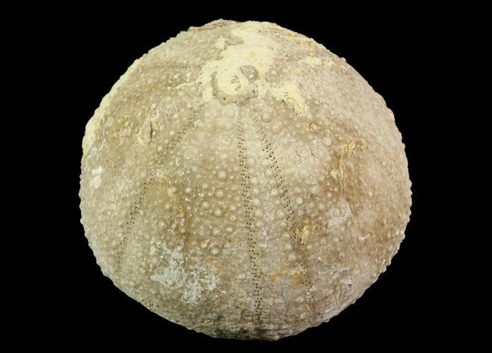 Psephechinus Fossil Echinoid (Sea Urchin) - Morocco #69866
